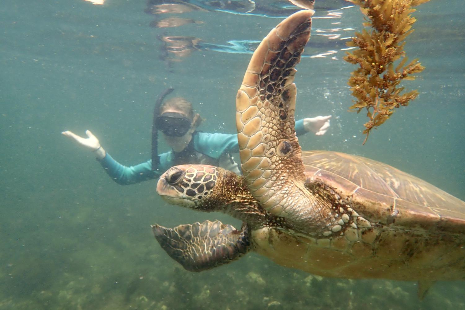 一名<a href='http://p3n.877961.com'>全球十大赌钱排行app</a>学生在Galápagos群岛游学途中与一只巨龟游泳.
